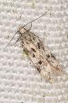 Chionodes electella
