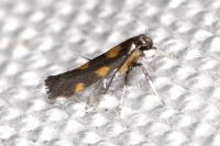 Euspilapteryx auroguttella