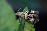Tebenna micalis