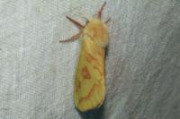 Hepialus humuli