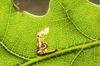 Bucculatrix ulmella