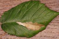 Coptotriche marginea