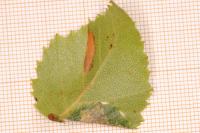 Parornix betulae