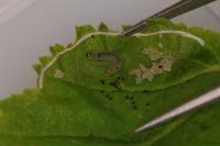 Parornix devoniella