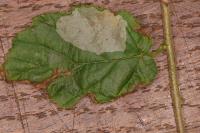 Phyllonorycter coryli