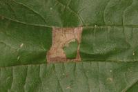 Phyllonorycter nicellii