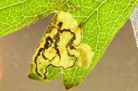 Stigmella hybnerella