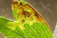 Stigmella crataegella