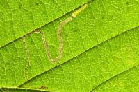 Stigmella microtheriella