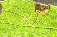 Stigmella plagicolella