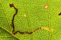 Stigmella sakhalinella