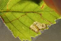 Phylloporia bistrigella