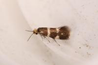 Phylloporia bistrigella