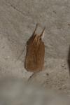 Helcystogramma triannulella