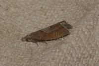 Dichrorampha acuminatana