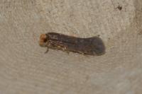 Cephimallota crassiflavella