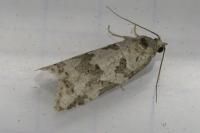 Cnephasia