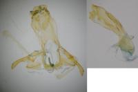 Gelechia muscosella