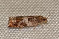 Ancylis achatana