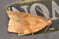 Archips rosana