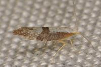Argyresthia spinosella