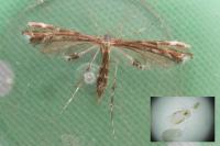 Capperia britanniodactyla