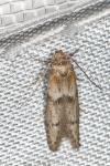 Blastobasis phycidella