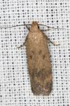 Pexicopia malvella