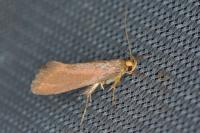 Crassa unitella