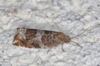 Ancylis achatana