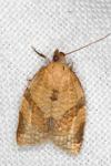 Clepsis consimilana