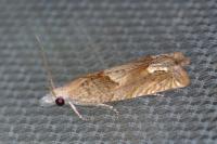 Eucosma conterminana