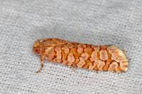 Lozotaeniodes formosana