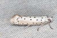 Yponomeuta