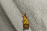 Agapeta zoegana