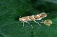 Cameraria ohridella