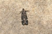 Dichomeris alacella
