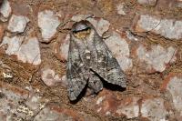 Cossus cossus