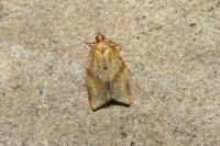 Clepsis consimilana