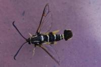 Synanthedon vespiformis