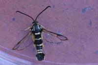 Synanthedon vespiformis