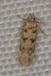 Bryotropha domestica