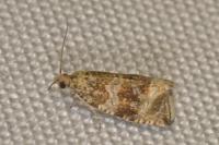 Celypha lacunana