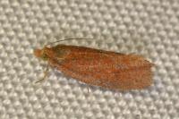 Celypha rufana