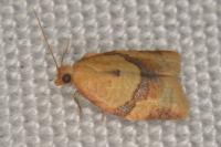 Clepsis consimilana