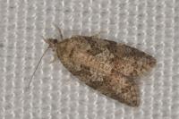 Cnephasia