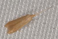 Coleophora