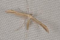 Emmelina monodactyla