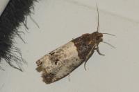 Notocelia roborana