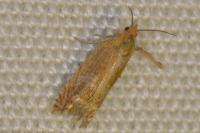 Lathronympha strigana